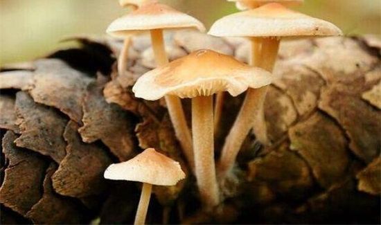 韭菜和蘑菇可以一起吃吗