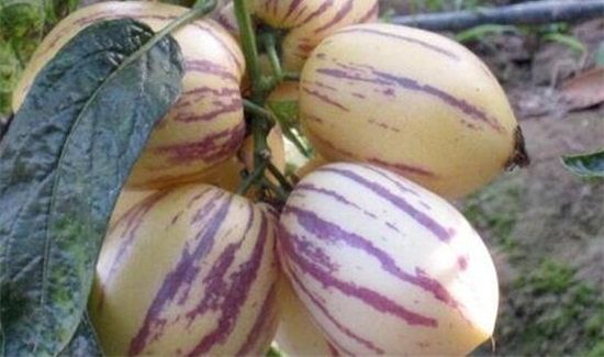 高糖和低糖人参果区别