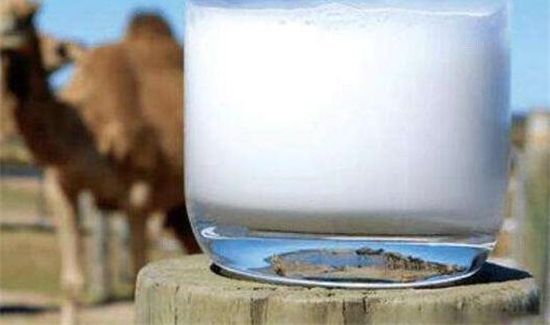 骆驼奶禁忌