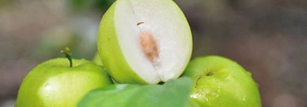 青枣和牛奶可以一起吃吗