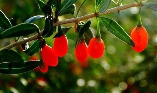 鲜枸杞能吃吗