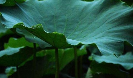 鲜荷叶怎样晒干并能发绿