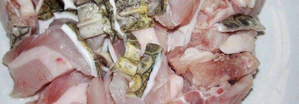 鳄鱼肉干的禁忌