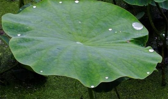 鲜荷叶怎样晒干并能发绿