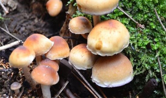 鸡蛋蘑菇能一起吃吗