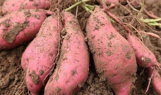 鸡蛋红薯牛奶能一起吃吗