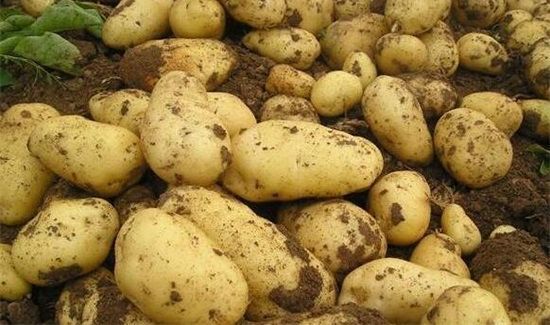 黄瓜土豆能一起吃吗