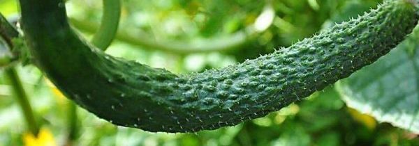 黄瓜吃着发苦有毒吗