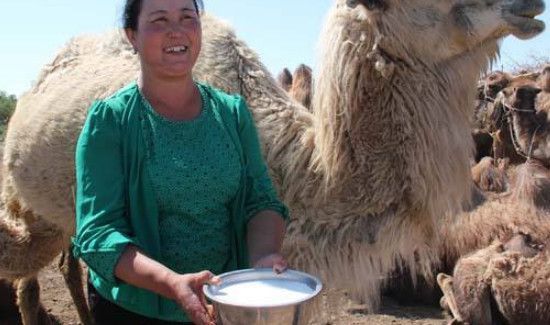 骆驼鲜奶的正确食用方法