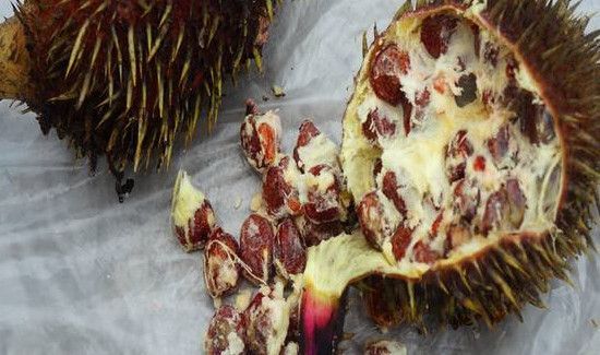 鸡头果能天天吃吗