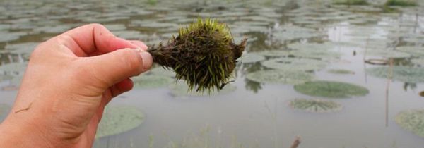 鸡头果能天天吃吗