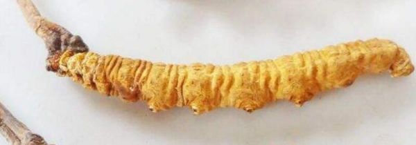 怎么挑选冬虫夏草