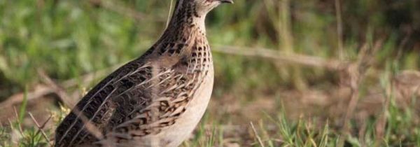 鹌鹑的营养价值和禁忌