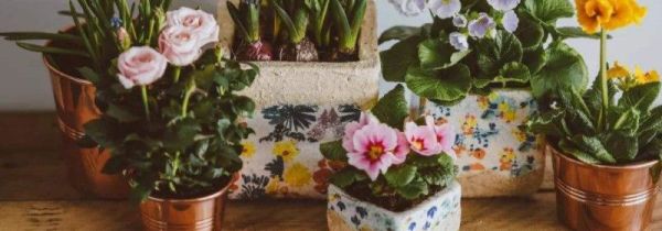 小妙招使房间空气清新