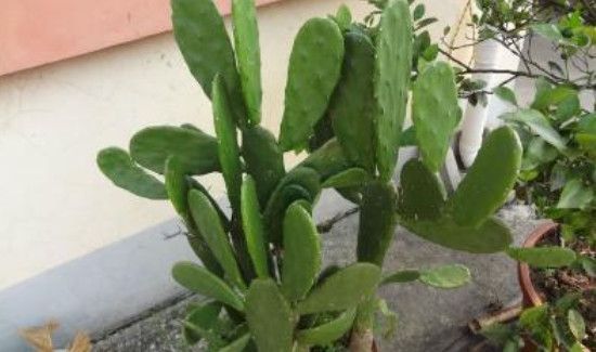 仙人掌涂脸的危害