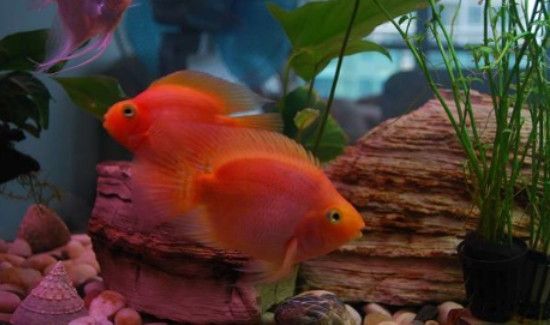 什么鱼招财镇宅