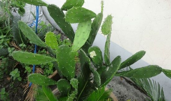 仙人掌涂脸的危害