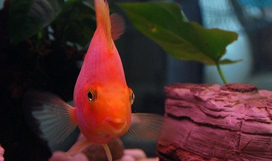 什么鱼招财镇宅