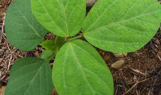 黄豆叶子能当菜吃么