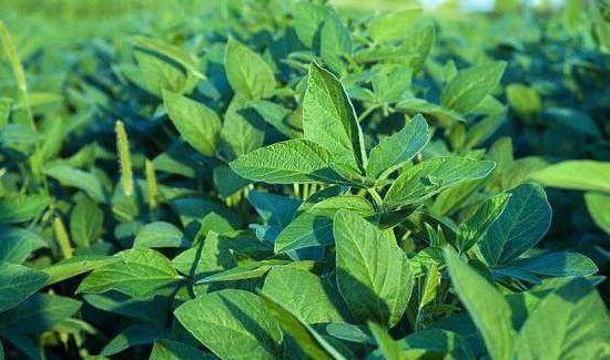 黄豆叶子能当菜吃么