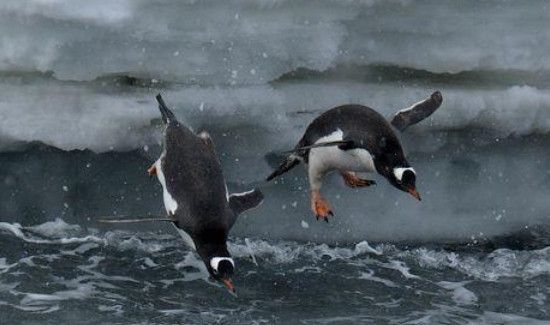 企鹅翅膀的特点和作用