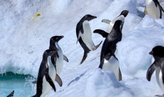 企鹅翅膀的特点和作用