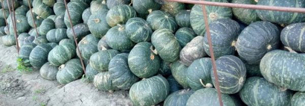 板栗南瓜要不要去皮吗