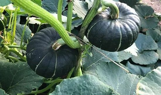 板栗南瓜要不要去皮吗