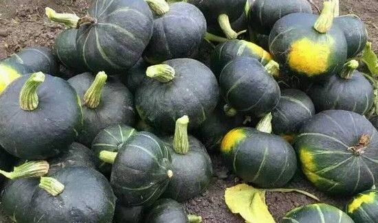 板栗南瓜要不要去皮吗