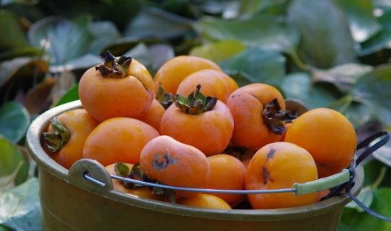 李子和柿子可以一起吃吗?