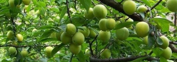 李子和枣子能一起吃吗?