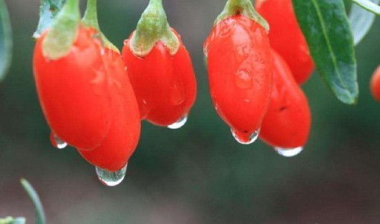 新鲜枸杞子能吃吗