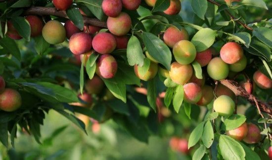 李子和枣子能一起吃吗?