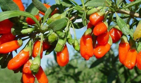 新鲜枸杞子能吃吗