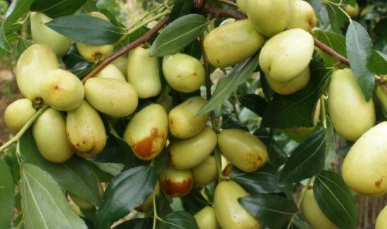 李子和枣子能一起吃吗?