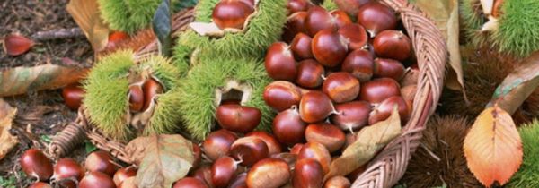 板栗和芋头能一起吃吗