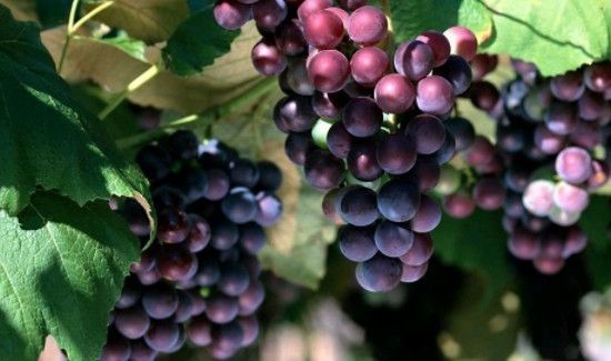 板栗和葡萄可以一起吃吗