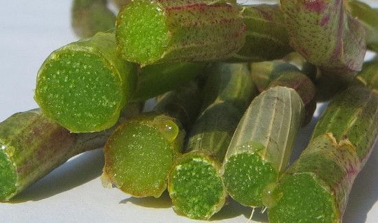 新鲜铁皮石斛怎么吃