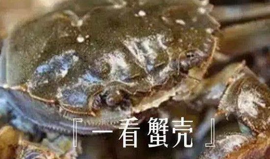怎么挑螃蟹