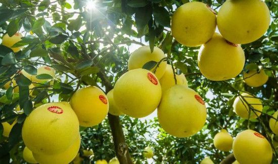 怎么挑柚子好吃