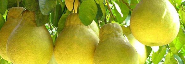 怎么挑柚子好吃