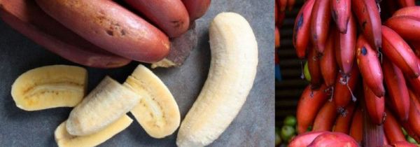 红皮香蕉怎么催熟