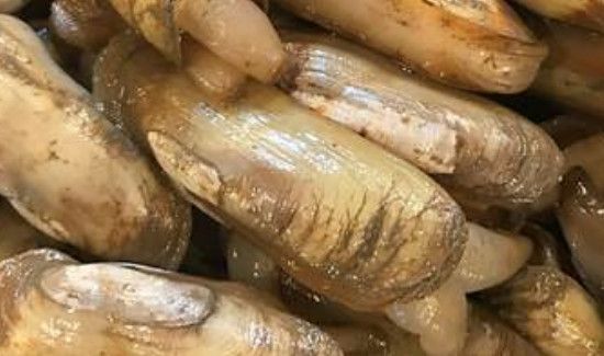 海蛏子怎么吐沙