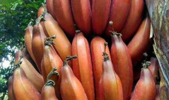 红皮香蕉是转基因的吗