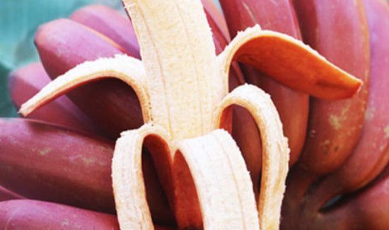 红皮香蕉是转基因的吗