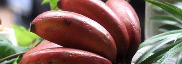 红皮香蕉是转基因的吗