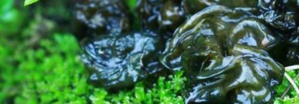 地软是怎么形成的