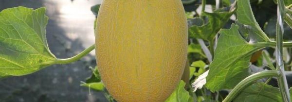 哈密瓜蒸着吃的好处