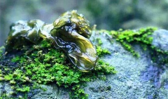 地软是怎么形成的