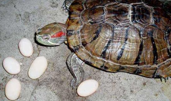 吃乌龟蛋的禁忌